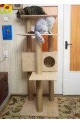 Домик для кошки Мейн-кун-5С